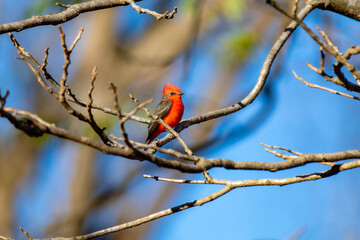 Small red and black bird Pyrocephalus Rubinus, popularly known migratory as a prince, red-fly, sunset mother and boy, ox blood