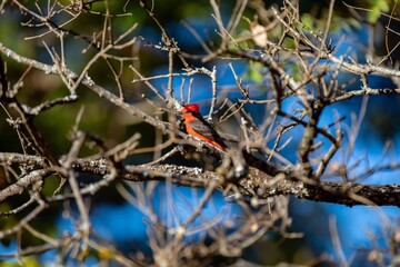 Small red and black bird Pyrocephalus Rubinus, popularly known migratory as a prince, red-fly, sunset mother and boy, ox blood