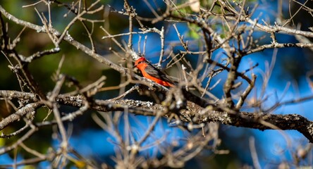 Small red and black bird Pyrocephalus Rubinus, popularly known migratory as a prince, red-fly, sunset mother and boy, ox blood