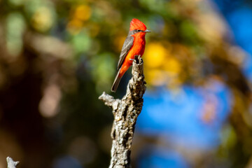 Small red and black bird Pyrocephalus Rubinus, popularly known migratory as a prince, red-fly, sunset mother and boy, ox blood