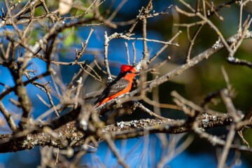 Small red and black bird Pyrocephalus Rubinus, popularly known migratory as a prince, red-fly, sunset mother and boy, ox blood