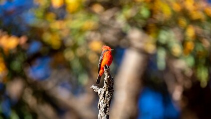 Small red and black bird Pyrocephalus Rubinus, popularly known migratory as a prince, red-fly, sunset mother and boy, ox blood