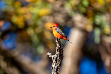 Small red and black bird Pyrocephalus Rubinus, popularly known migratory as a prince, red-fly, sunset mother and boy, ox blood