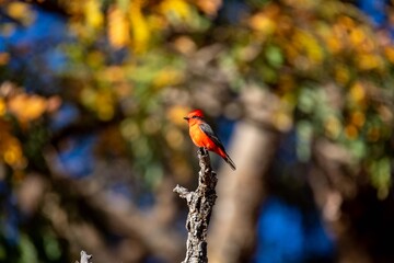 Small red and black bird Pyrocephalus Rubinus, popularly known migratory as a prince, red-fly, sunset mother and boy, ox blood