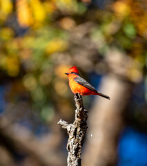 Small red and black bird Pyrocephalus Rubinus, popularly known migratory as a prince, red-fly, sunset mother and boy, ox blood