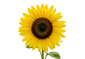 Obraz premium Close-up view of a sunflower against a black background.