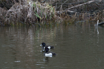 Tufted ducks swimming on calm water in spring wetland
