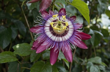Single passion flower blooms with vibrant mix of red, purple petals in full bloom. Green foliage surrounds flower with darker green leaves providing contrasting backdrop. Flower white, yellow centers