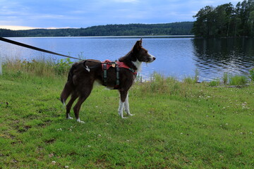 Border collie dog with leash at lawn next to lake Usken, Bergslagen, Sweden.