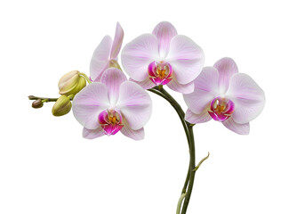Obraz premium Close-up of delicate pink orchids against a black background.