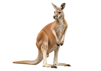 Full shot of a kangaroo against a black background.