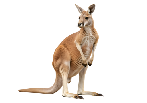 Full shot of a kangaroo against a black background.