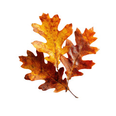 Two autumn oak leaves against a black background