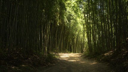 Naklejka premium A bamboo forest path in soft sunlight