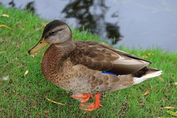 水辺にくつろぐカモ