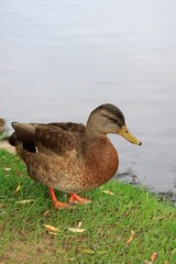 水辺にくつろぐカモ