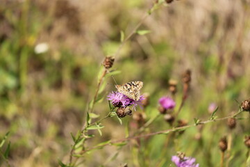 Schmetterling