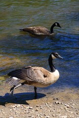 Canada goose（カナダ雁）