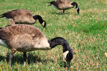 Fototapeta premium Three Canada Geese Grazing in an Open Summer Grassland with Foreground Focus