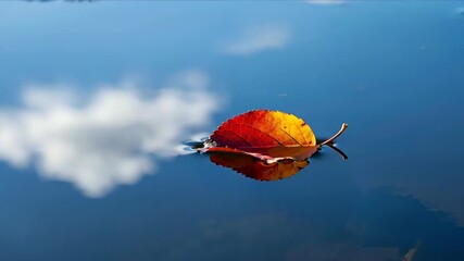 Autumn leaf floating on water surface with sky reflection and clouds. Seasonal nature concept for fall campaigns and environmental meditation content