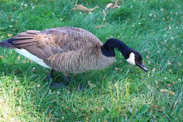 Canada goose（カナダ雁）