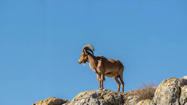 Wild goat standing on rocky cliff against blue sky. Mountain wildlife concept for nature documentaries, outdoor adventure tourism and conservation awareness campaigns