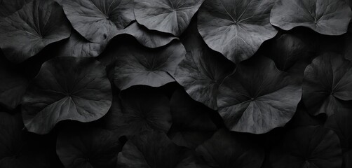 Fototapeta premium Cluster of vibrant leaves in various shades of black, scattered in random harmonious arrangement. Unique shapes, colors, textures create sense of wild beauty, freedom. Gradient black background