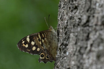 Closeup on a Speckled Wood butterfly, Pararge aegeria in the sun on a tree trunk