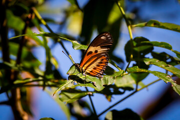 Rio de Janeiro, RJ, Brazil, 08/02/2025 - Ethilia longwing butterfly, Heliconius ethilla,  perched on a branch in the Grajaú Forest Reserve, in the North Zone of Rio de Janeiro