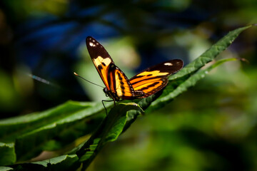Rio de Janeiro, RJ, Brazil, 08/02/2025 - Ethilia longwing butterfly, Heliconius ethilla,  perched on a branch in the Grajaú Forest Reserve, in the North Zone of Rio de Janeiro