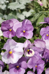 紫のパンジー &mdash; 春のガーデンフラワー
