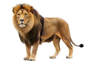 Majestic lion portrait against a black background.