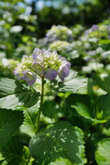 blue and white flowers