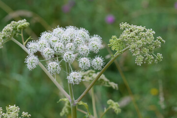 Closeup on a white flowering wildflower Angelica sylvestris in a meadow