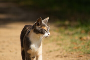Curious Calico Cat Walking Outdoors