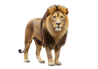 Obraz premium Majestic lion against a black background.