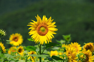 태백 구와우해바라기마을 해바라기
