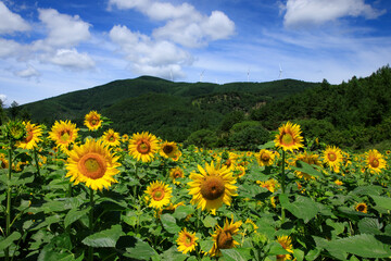 Obraz premium 태백 구와우해바라기마을 해바라기