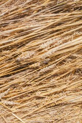 Dry wheat straw texture background, mown wheat, grain crops. Straw bale texture, close-up. 