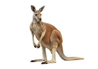 Full view of a kangaroo against a black background.