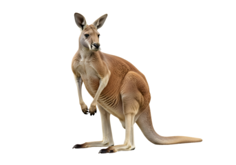 Full view of a kangaroo against a black background.