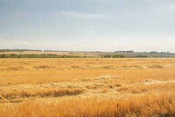 Obraz premium Harvested wheat field. Landscape of a field with mown wheat, grain harvest.