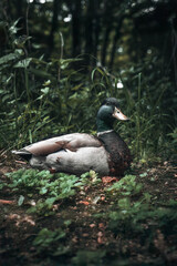 Mallard Duck