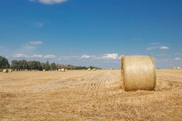 Fototapeta premium Straw bales in a field against blue sky with clouds. Harvested wheat field with straw bales, rural beautiful landscape, farm.