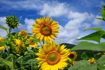 태백 구와우해바라기마을 해바라기