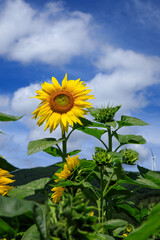 태백 구와우해바라기마을 해바라기