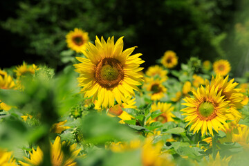태백 구와우해바라기마을 해바라기