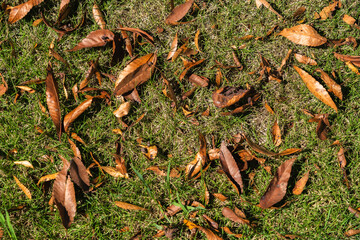 秋風に舞う色とりどりの詩、芝生に広がる葉の絨毯