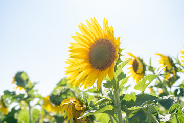 夏の陽気、ひまわり畑と青空