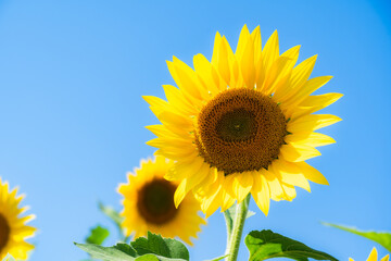 夏の陽気、ひまわり畑と青空